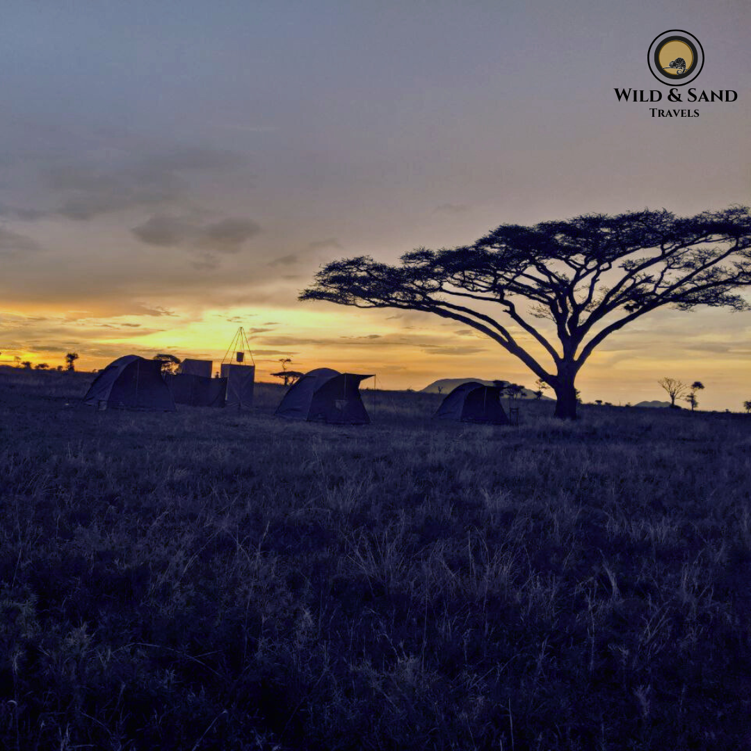 Duiker Safari